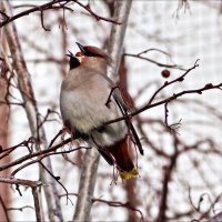 Свиристель прилетел и ягоды все съел... :: Валентина *