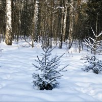 Молодняк :: Валентина *