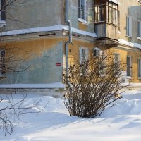 Воробьи на кустарнике :: Александр Синдерёв