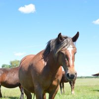 **** :: Виктор 