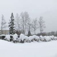 клянчат  пищу :: Владимир 