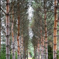 в две шеренги становись :: vg154 