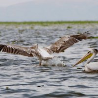 На взлет!!! :: Ирина С