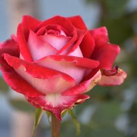 розовый бутон :: vg154