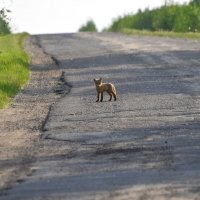 вышел прогуляться :: vg154