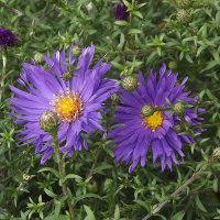 Зимние астры :: Freddy 97