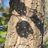 зарисовка :: Елена Шаламова