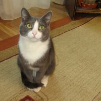 Примерный мальчик :: Лариса С.