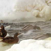 Купаясь в ледяной воде :: Андрей Снегерёв