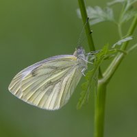 ... :: civettina ...