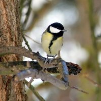 Всюду снег, в снегу дома — Привезла его зима. К нам спешила поскорей, Привезла нам снегирей. :: "The Natural World" Александер
