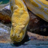 Хайфа *Зоопарк     *  02,02,2026г :: ujgcvbif 