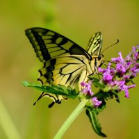 опять про бабочек...395 :: Александр Прокудин