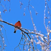 Ой мороз мороз, не морозь меня! :: Татьяна Помогалова