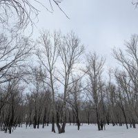 Тишина зимнего дня :: Андрей Хлопонин
