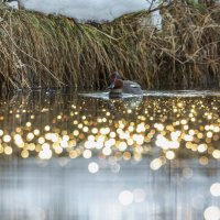 чирок свистунок :: юрий макаров