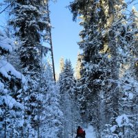 Зимняя сказка. :: Ольга 