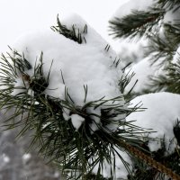 Зима в Московских парках. :: Наташа *****