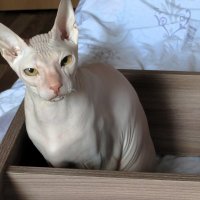 Когда нет коробочек :: Лариса С.