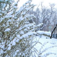 Снежно :: Лариса С.