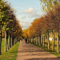 ЛИПОВАЯ ОСЕННЯЯ АЛЛЕЯ :: Валентина 