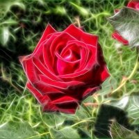 Красная роза :: Наталья ***