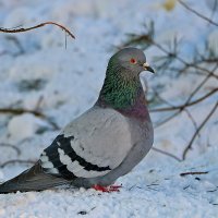 Гордый птиц :: Светлана 