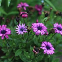 Ромашки :: Дмитрий П