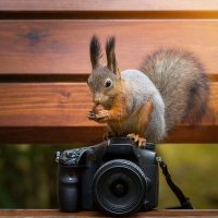 Белка фотограф :: Alex Bush