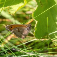 Жизнь в траве :: Игорь Сарапулов