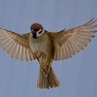 Ну просто орёл... :: Александр Посошенко