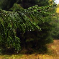 Осенний мотив :: Валентин Котляров