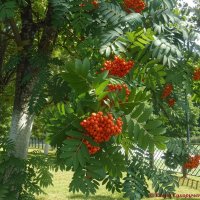 Рябина красная :: Елена Сухорученкова