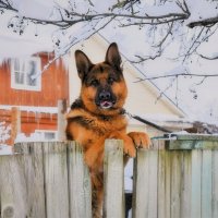 Добрый сторож. :: Татьяна Помогалова