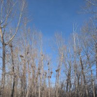 Тополиная роща :: Андрей Хлопонин