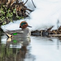 чирок свистунок :: юрий макаров