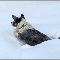 Чак на даче. :: Ольга Довженко