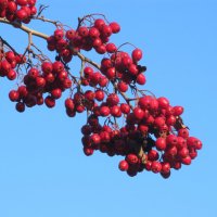 осень :: Елена Шаламова