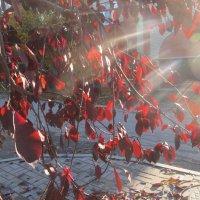 прекрасный октябрь :: Елена Шаламова