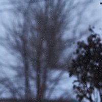 Снежнный день :: Юрий Гайворонскiий