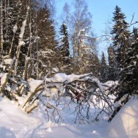 Таежные дебри :: Galaelina ***