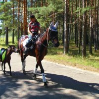 Год лошади :: Владимир 