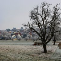 Морозно :: Юрий. Шмаков