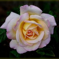 Чайная роза :: Валентина Надсон