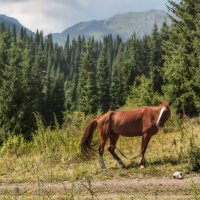 Вынужденное смирение :: LudMila 