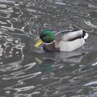 Селезень :: Freddy 97