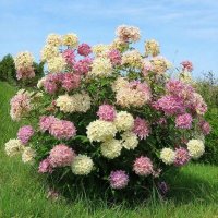 Астильба :: МАРИЯ ПОПОВА