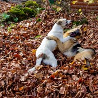 Резвятся детишки... :: ирина )))