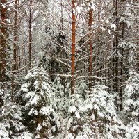Зимний лес :: Наталья ***