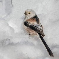 Длиннохвостая синица (ополовник). :: Nikolay Lovec